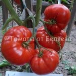 Семена томатов от частных коллекционеров Томат Мамина любовь