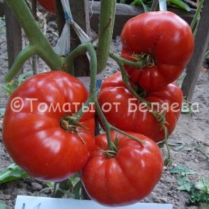 Томат Мамина любовь, описание, Купить, Семена от производителя, отзывы, характеристика, фото, семена томатов от частных коллекционеров.