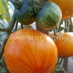 Семена томатов от частных коллекционеров Томат Матросик