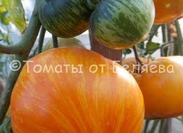 Семена томатов от частных коллекционеров Томат Матросик