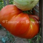 Семена томатов от частных коллекционеров