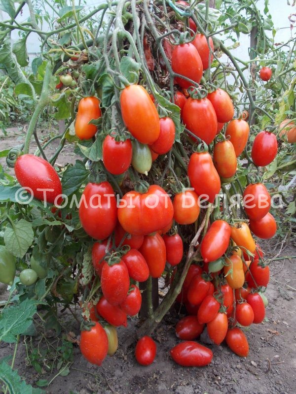 Томат Медок, описание, Купить, Семена от производителя, отзывы, характеристика, фото, семена томатов от частных коллекционеров.