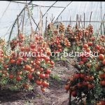 Высокорослые томаты 1