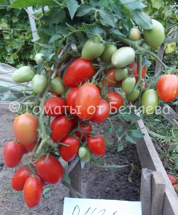 Томат Ольга, Купить, Семена от производителя, отзывы, характеристика, фото, семена томатов от частных коллекционеров.