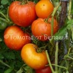Семена томатов от частных коллекционеров Томат Оранжевая прелесть