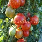 Семена томатов от частных коллекционеров Томат Пасхальное яйцо