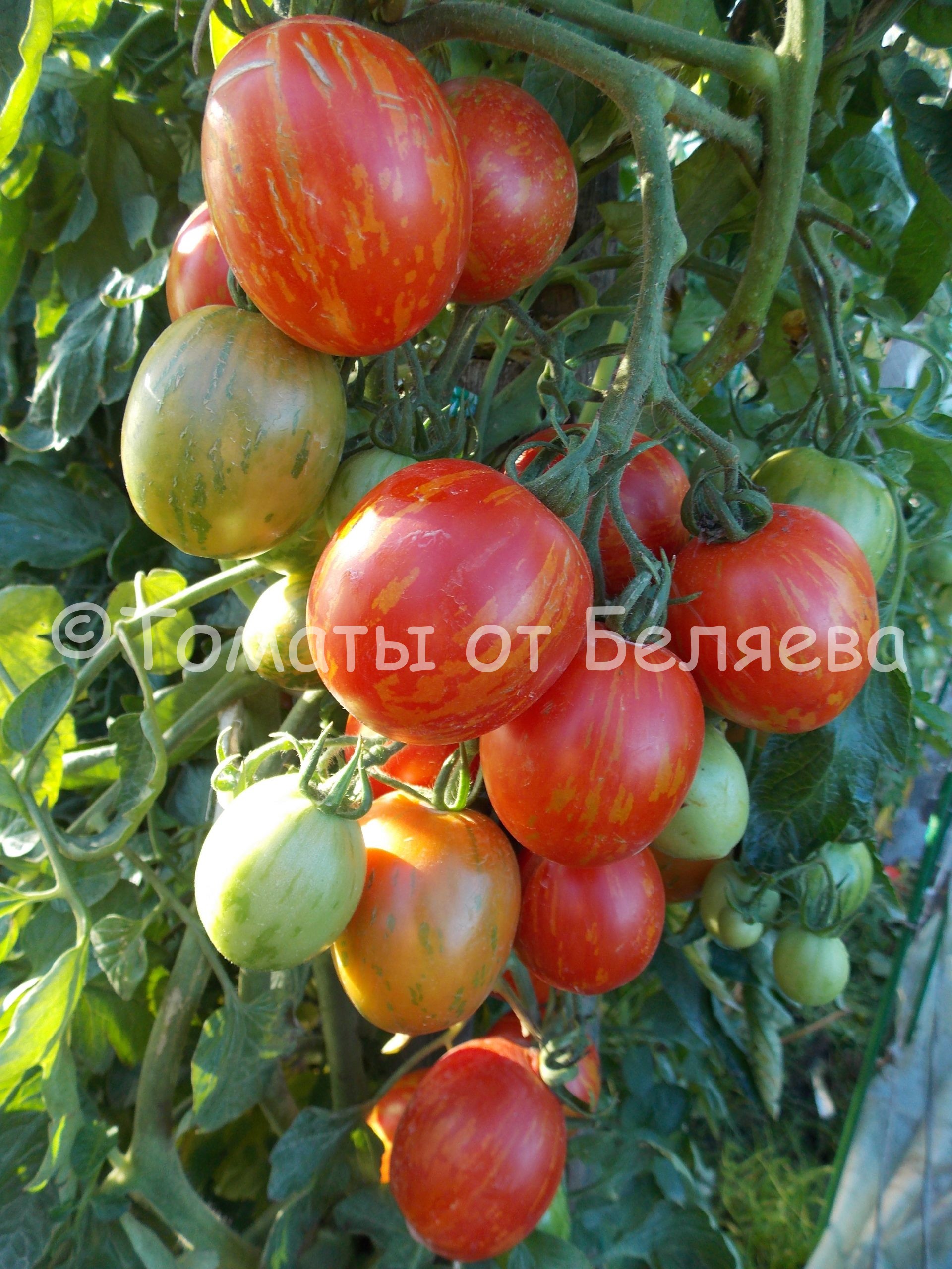 Как вырастить томаты 1