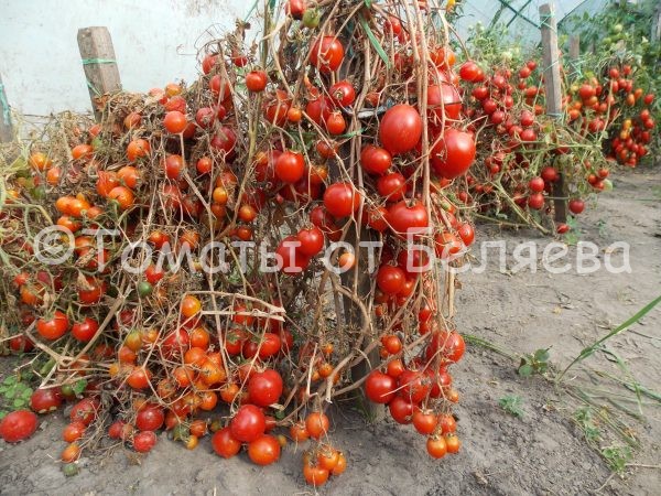 Семена томатов от коллекционеров