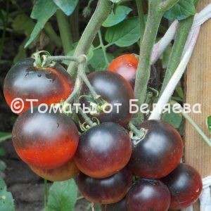 Семена томатов от частных коллекционеровТомат Сиреневый закат R-20