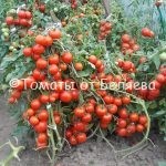 Томат Ранний кистевой, описание, Купить, Семена от производителя, отзывы, характеристика, фото, семена томатов от частных коллекционеров.