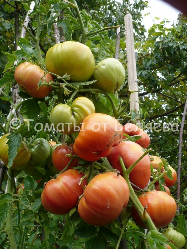 Семена томатов ВАСХНИЛ купить