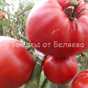 Семена томатов Восточная пышка купить