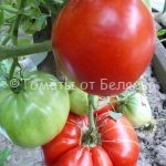 Семена томатов Вова Путин купить