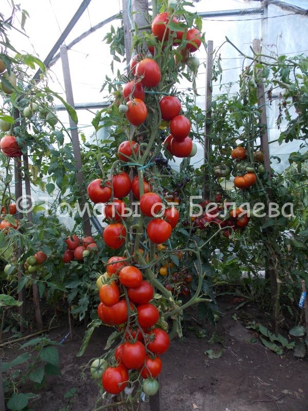 Семена томатов Высокорослый кистевой купить