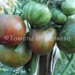 Семена томатов от частных коллекционеровТомат Зеленая копия