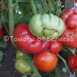 Семена томатов от частных коллекционеров Томат Зоржа