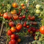 Томат Лабрадор, описание, Купить, Семена от производителя, отзывы, характеристика, фото, семена томатов от частных коллекционеров.