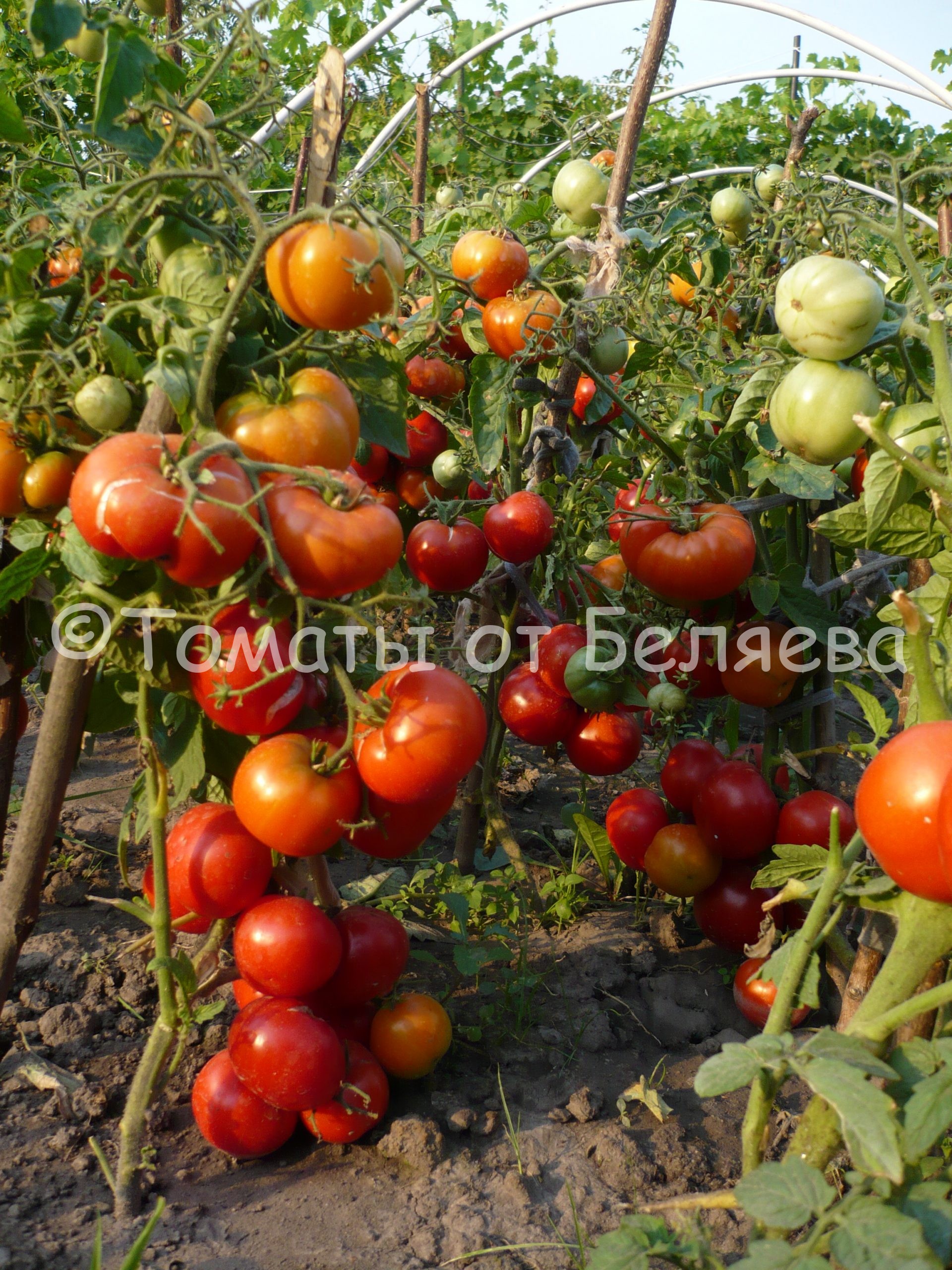 Томат Лабрадор описание сорта, урожайность, фото и отзывы