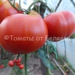 Семена томатов от частных коллекционеров Томат Царица рынка