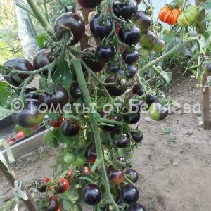 Семена томатов Чери-вишня купить