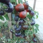 Семена томатов от частных коллекционеров Томат Черный уголек