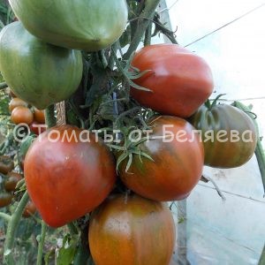 Томат Чёрный оксхарт Купить, Семена от производителя, отзывы, характеристика, фото, семена томатов от частных коллекционеров