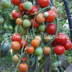Семена томатов от частных коллекционеров Томат Эйлса крэйг