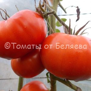 Семена томатов от частных коллекционеров Томат Фантастик