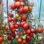 Семена томатов Фитоус–к купить