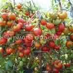 Томат Ирма-, описание, Купить, Семена от производителя, отзывы, характеристика, фото, семена томатов от частных коллекционеров.