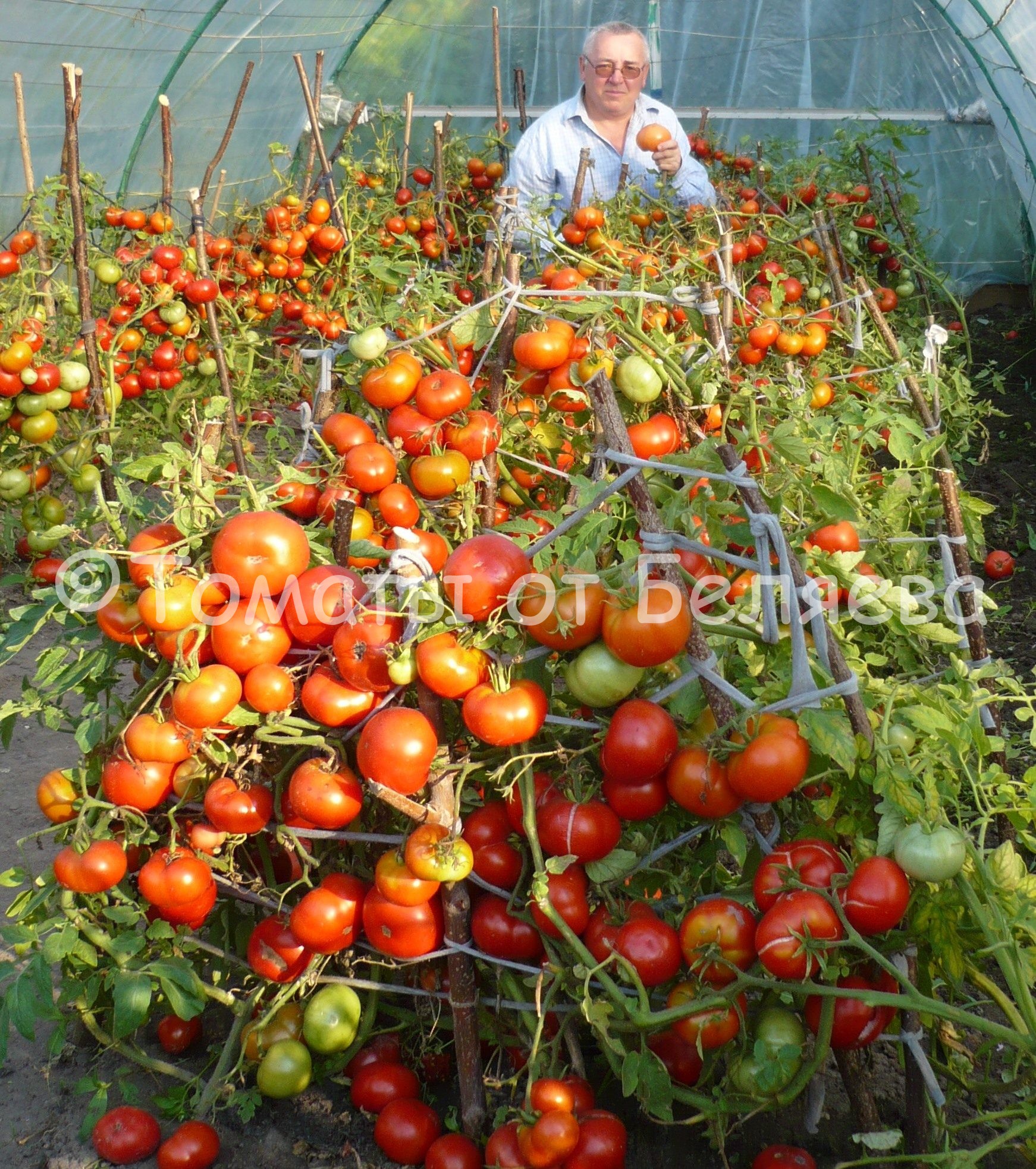 коллекционные сорта томатов
