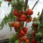 Семена томатов от частных коллекционеров Томат Полосатая пещера