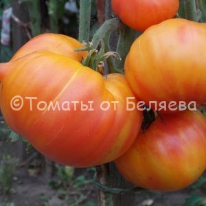 Семена томатов от частных коллекционеров Томат Полосатая раковина