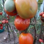 Семена томатов от частных коллекционеров Томат Райские