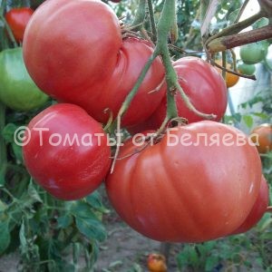 Семена томатов от частных коллекционеров Томат Роза Сызраньская