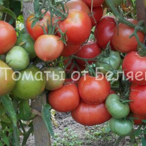 Семена томатов от частных коллекционеров Томат Розовый дикий мед