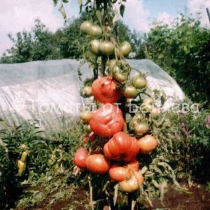 Семена томатов от частных коллекционеров Томат Розовый любительский