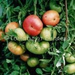 Семена томатов от частных коллекционеров Томат Розовый сахарный