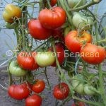 Семена томатов от частных коллекционеров Томат Саша