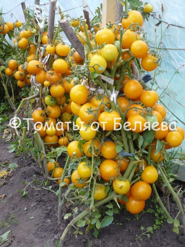 Томат Селена, описание, Купить, Семена от производителя, отзывы, характеристика, фото, семена томатов от частных коллекционеров.