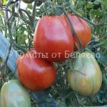 Семена томатов от частных коллекционеров Томат Сердце буйвола