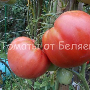 Семена томатов от частных коллекционеров Томат Сердце быка