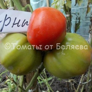 Семена томатов от частных коллекционеров Томат Северные