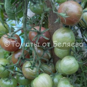 Семена томатов от частных коллекционеровТомат Шоколадная вишня
