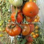 Семена томатов от частных коллекционеров Томат Шоколадно-полосатый