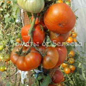Семена томатов от частных коллекционеров Томат Шоколадно-полосатый