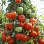 семена томатов Штамбовый крупноплодный