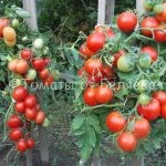 Семена томатов Сибирский экспресс купить