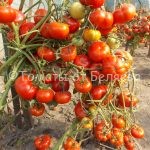 Семена томатов Сибиряк купить