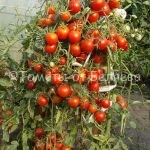 Семена томатов Сибиряки ранние купить
